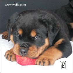 ����� ����������