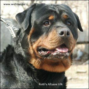 ��������� Rotti's Allyans Ulk