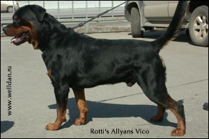 ��������� Rotti's Allyans Vico